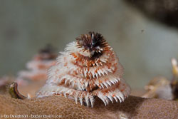 BD-140322-Panglao-3167-Spirobranchus-giganteus.-Pallas-1766-[Christmas-tree-worm].jpg